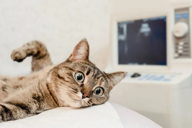 Diagnostic Imaging For Your Dog Or Cat