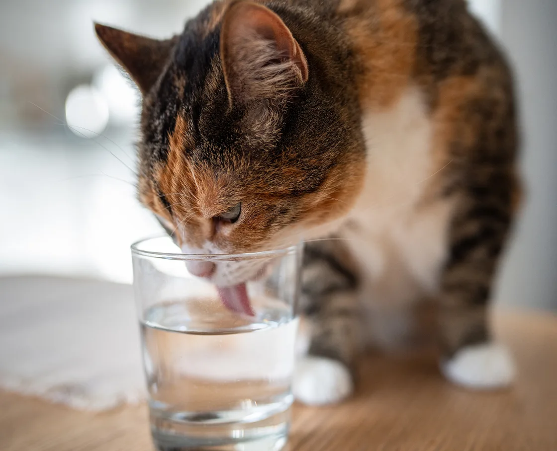 cat drinking water out of a glass
