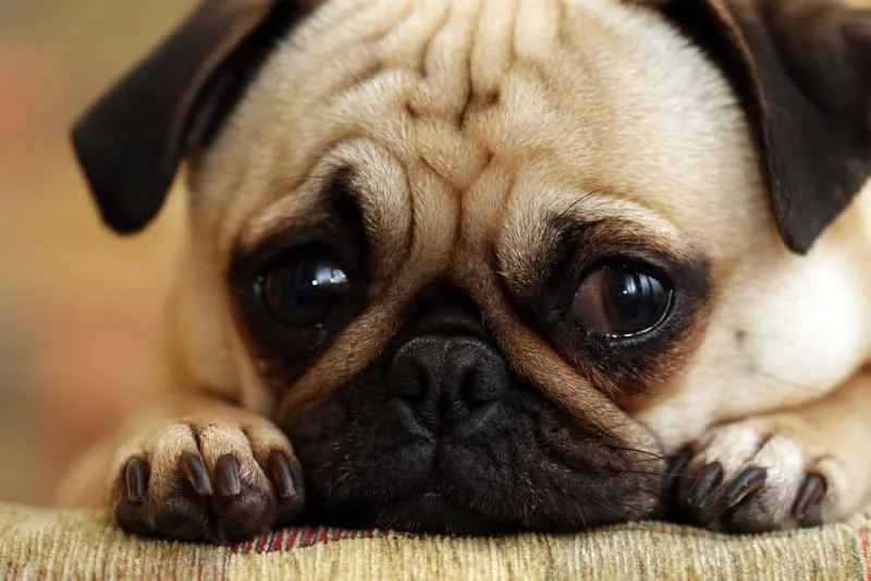 Preventing Heartworm Disease in Pets
