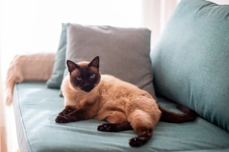 Signs That Your Cat Is Overweight