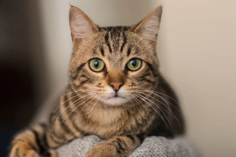 Ear Mites in Cats: Causes, Treatment & Prevention