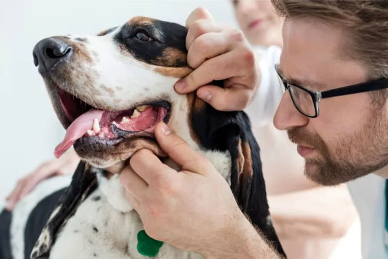 Common Dental Problems in Dogs