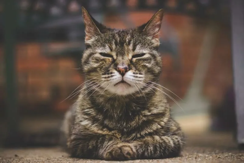 What Is & How to Treat Hyperthyroidism in Cats