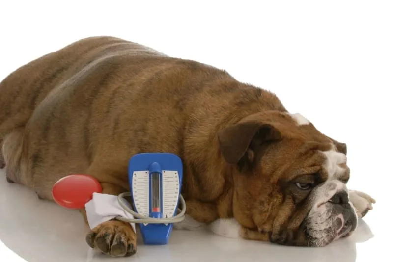 High Blood Pressure in Dogs