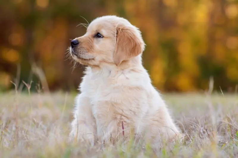 How to Raise a Puppy: Guide for the First Year