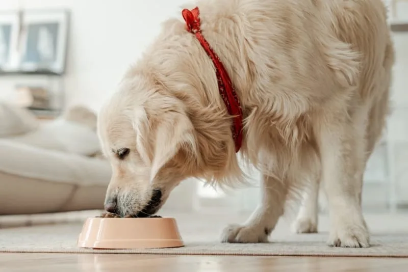 Best Food for Canines Dental Health