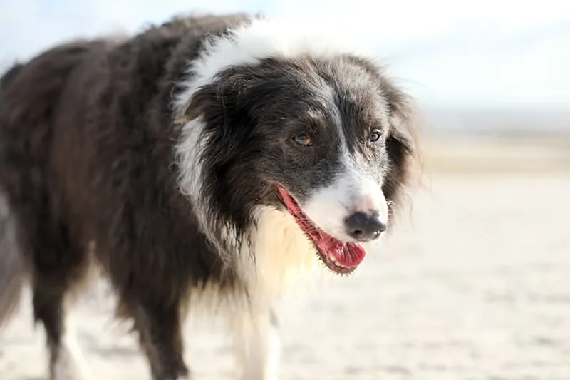 Labored Breathing in Dogs & Cats