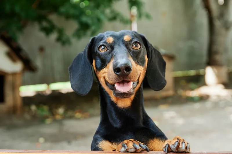 What Is Mitral Valve Disease In Dogs?