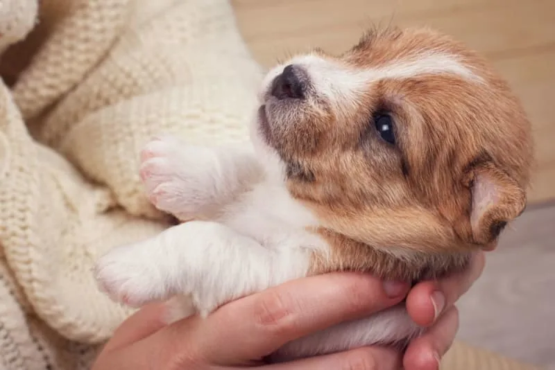 How to Raise a Puppy: Guide for the First Year