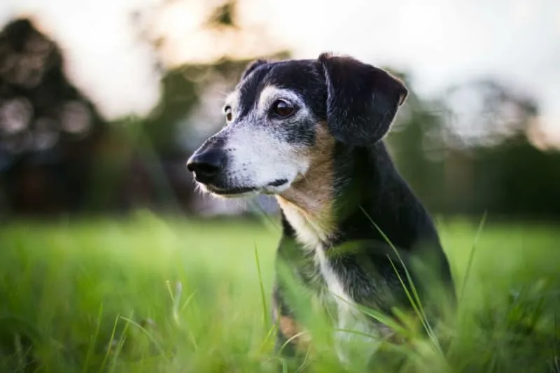Senior Dog Age: At What Age Is My Dog Considered a Senior?