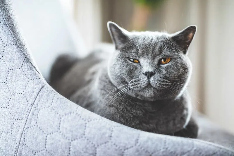Cat Eye Watering & Squinting - What To Do