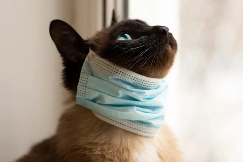 My cat has a cold: What should I do?