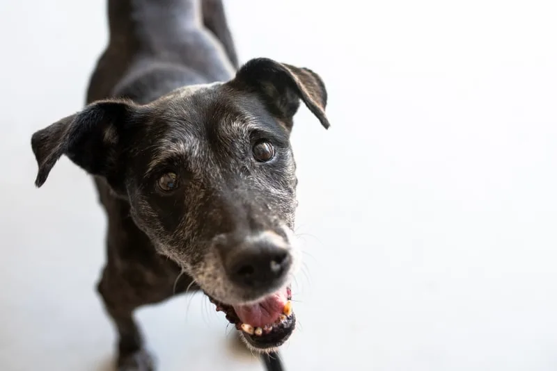 When Is a Dog Considered a Senior?