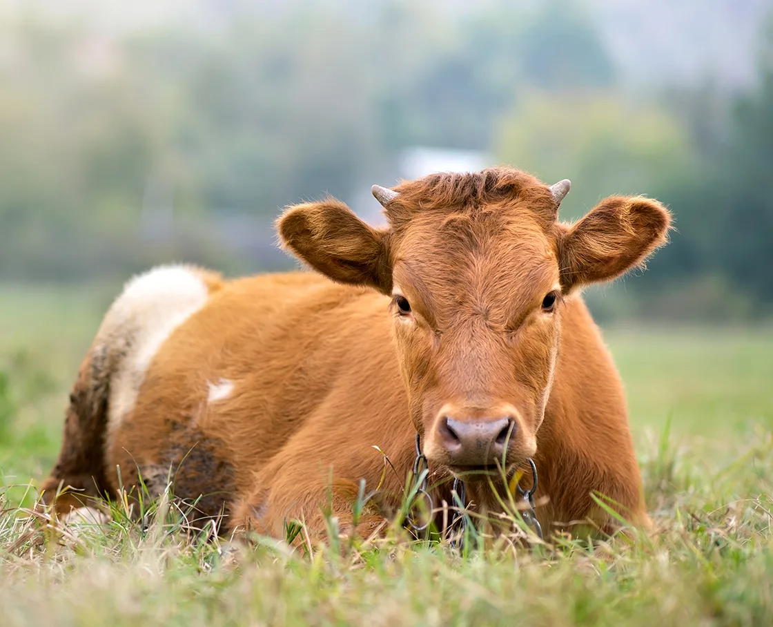 cow in pasture looking at camera