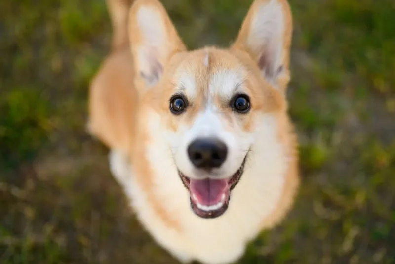 Ear Infection in Dogs