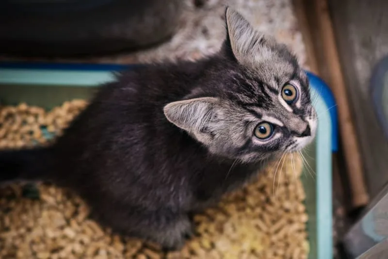 Histiocytic Ulcerative Colitis in Cats