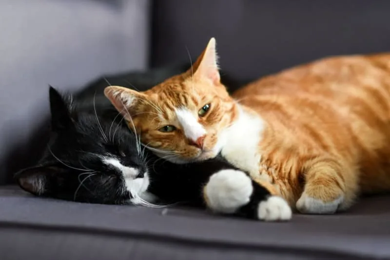 Cat Breeds That Live the Longest