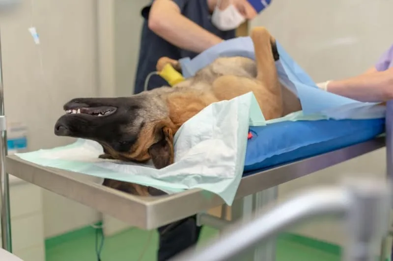 What should I do if my dog eats a battery?
