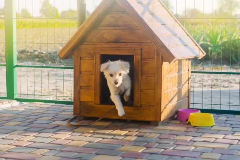 How Long Can You Leave a Dog Alone?