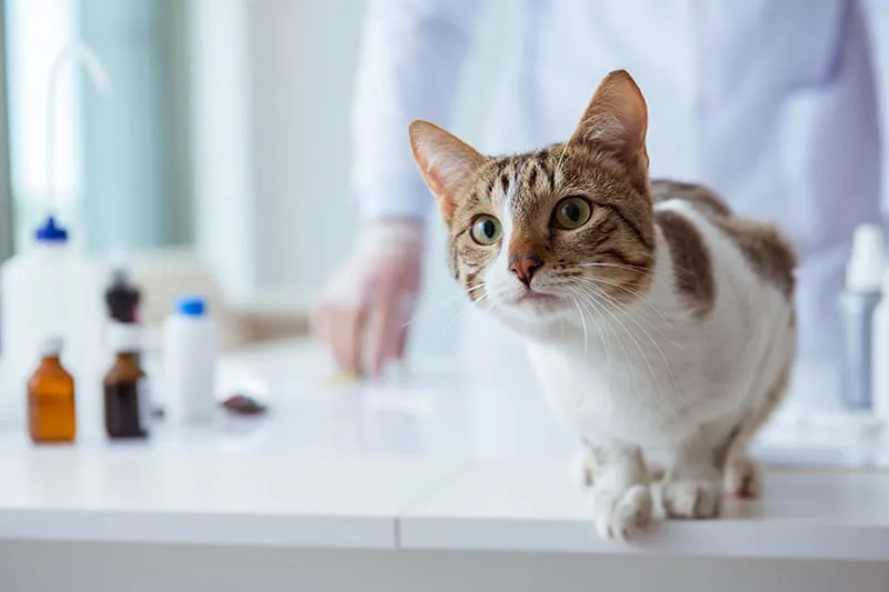 What is the FVRCP cat vaccine?