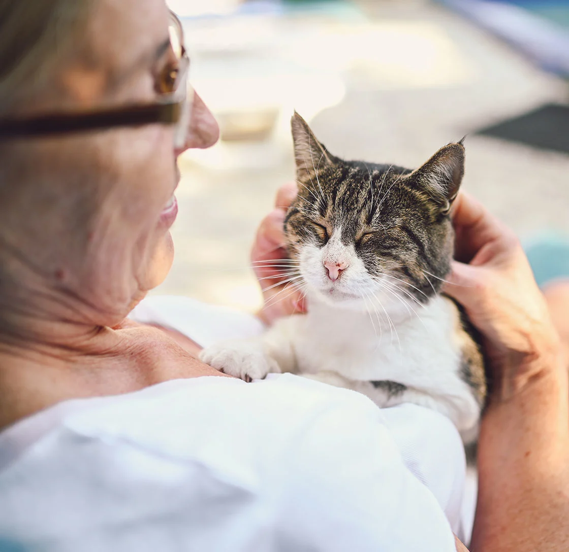 Senior cat laying on owners lap being petted on a lawn chaise