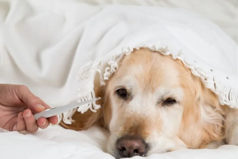 How To Prevent Valley Fever in Dogs