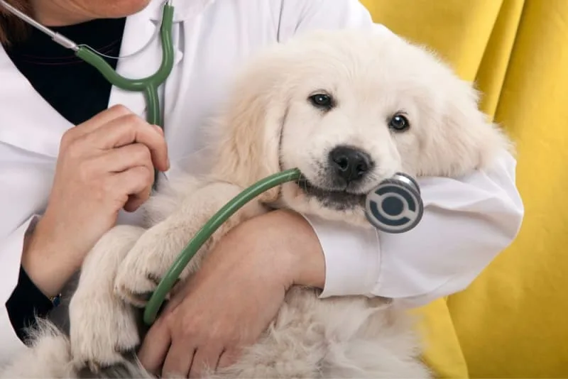 Puppy’s First Vet Visit: Checklist & What to Expect