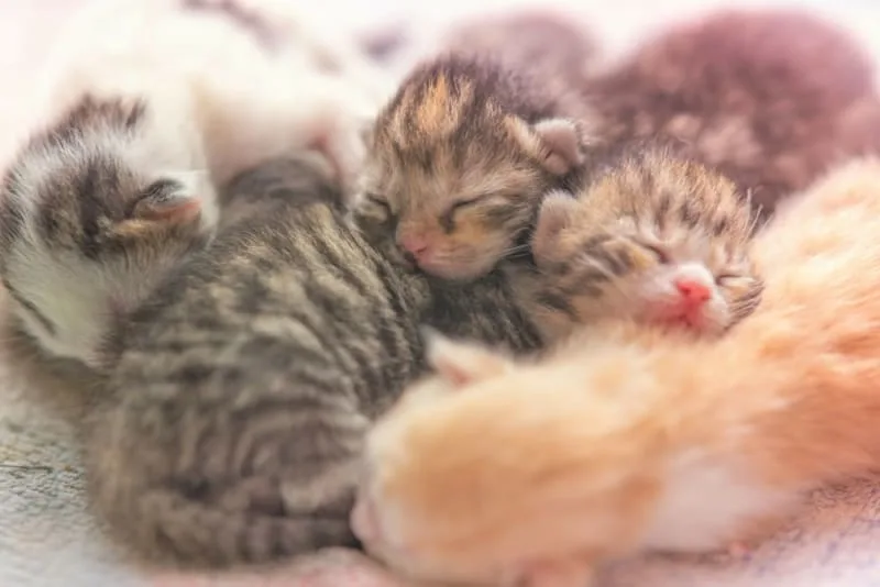 Kitten Age Chart: How to Tell How Old a Kitten Is