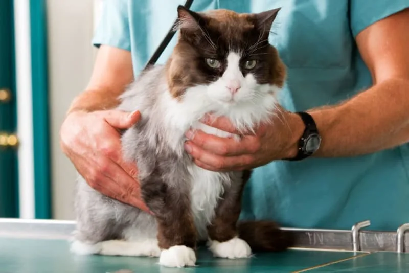Cat Vaccination Schedule
