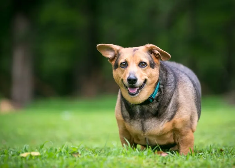 How do I recognize if my dog is overweight?