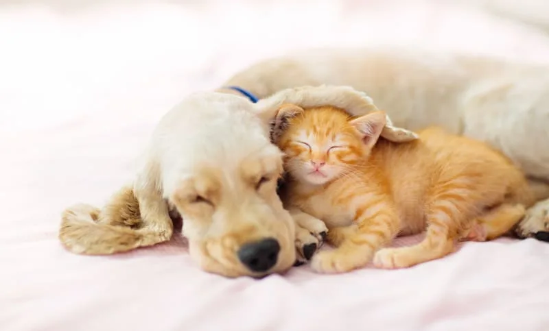 Puppy & Kitten: Are They a Good Match?