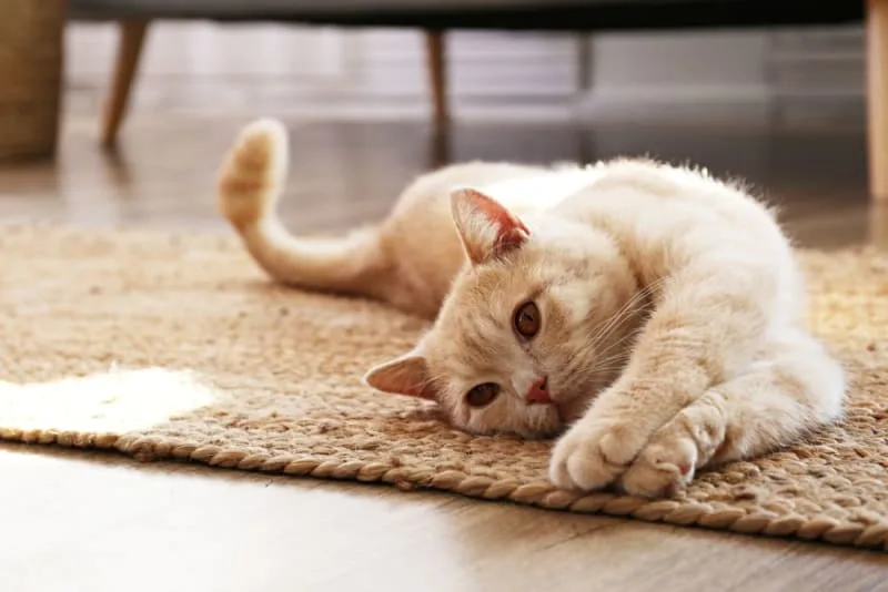 Can Cats Have Asthma?