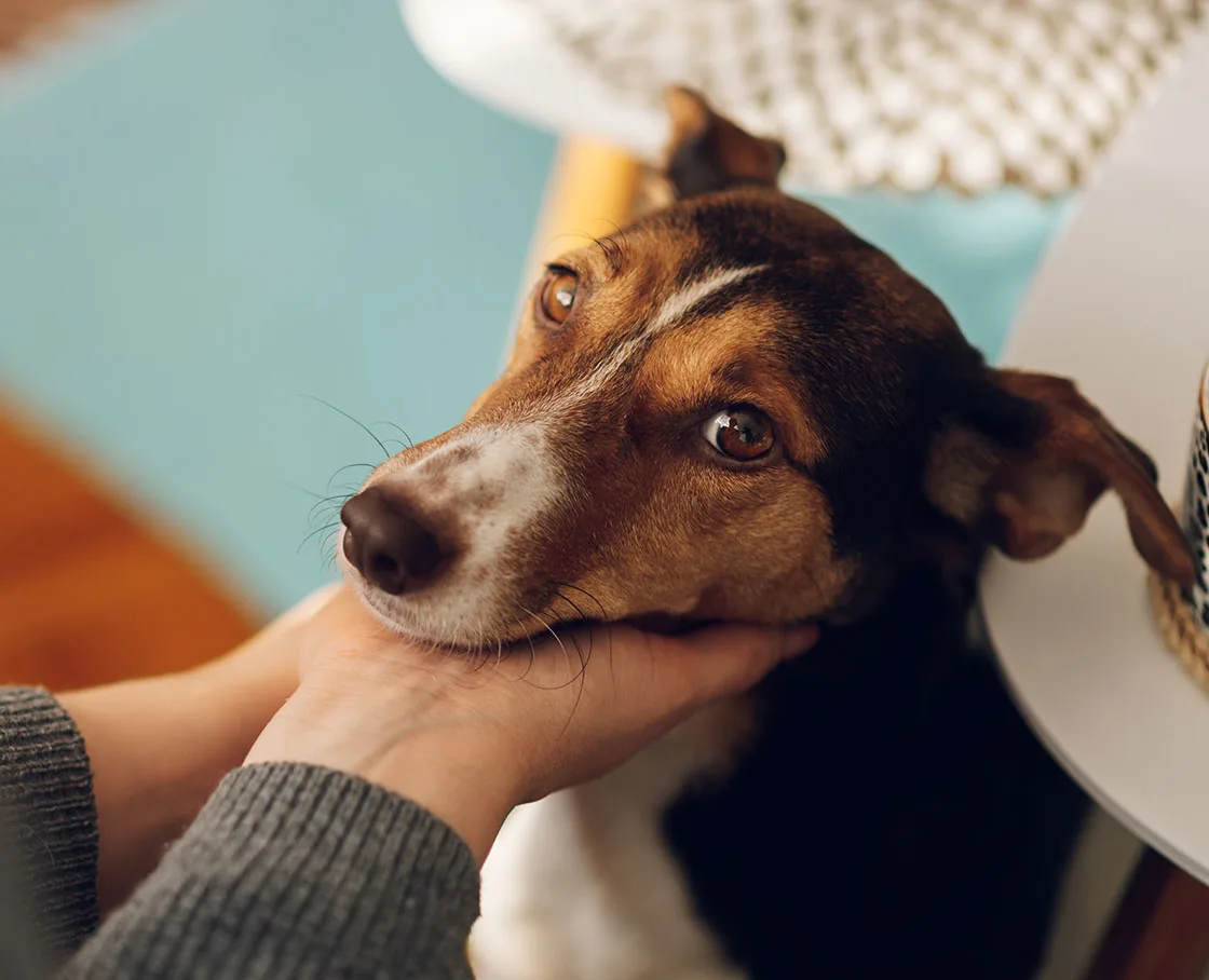 head of mixed breed dog in the palm of a woman