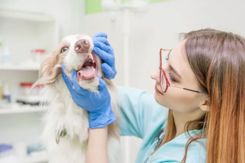 Cavity in Dogs: Causes, Symptoms & Treatment