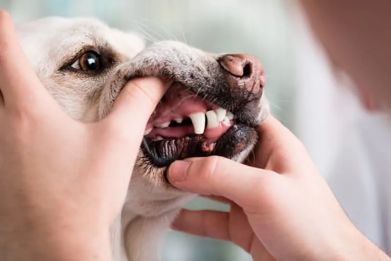 Dog Cavity: Causes, Symptoms, & Treatment