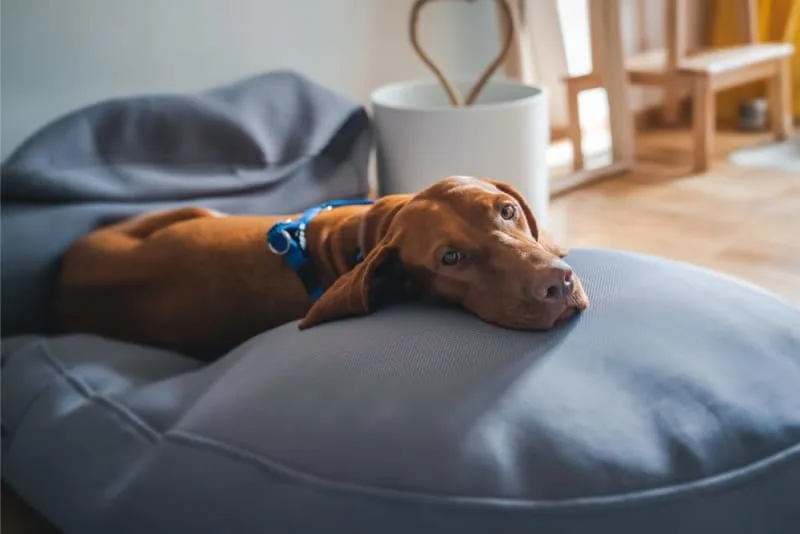 First Aid Tips That Could Save Your Dog's Life