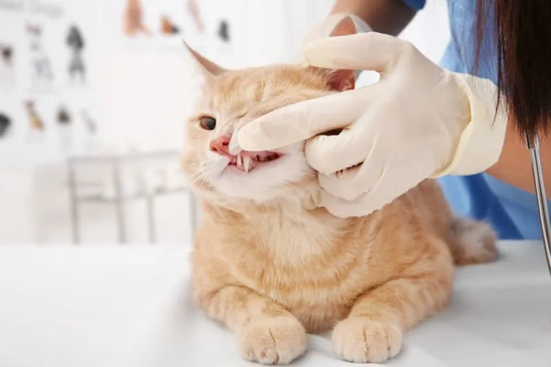 Common Cat Dental Problems