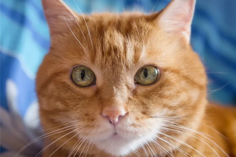 Getting Your Cat Fixed - Step By Step Guide