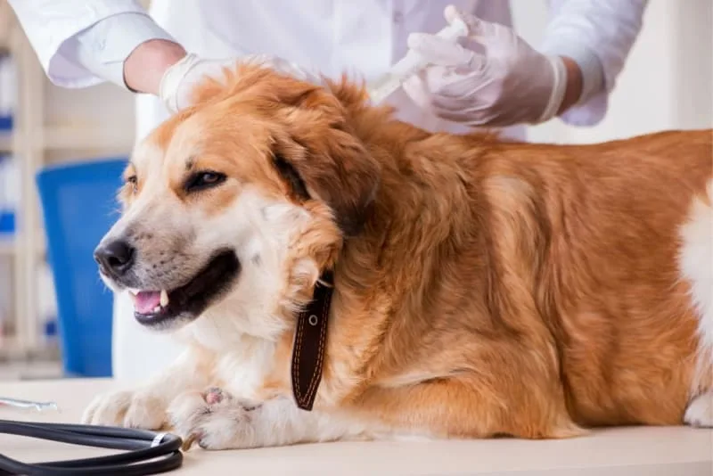 Dog Rabies Vaccine Schedule