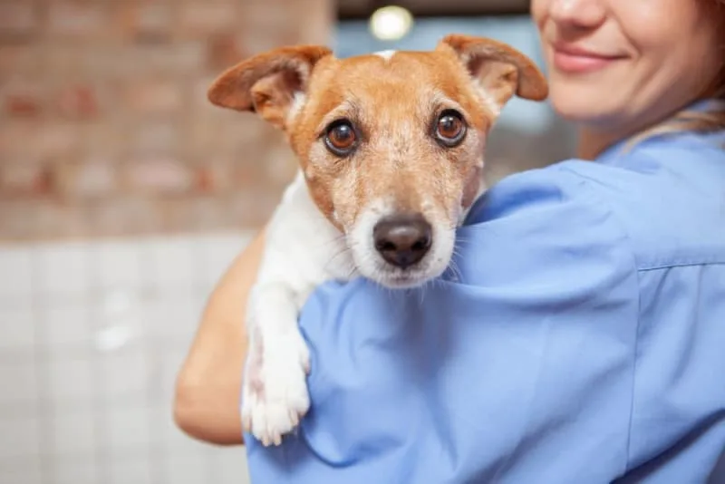 What Does Ringworm Look Like on a Dog?