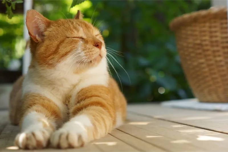 What You Need To Know About Cat Acupuncture