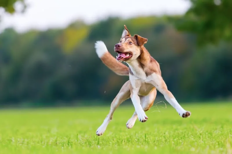 ACL Surgery for Dogs