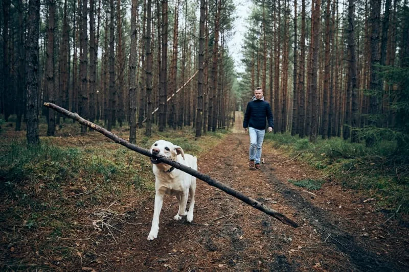 Why Does My Pet Keep Falling?