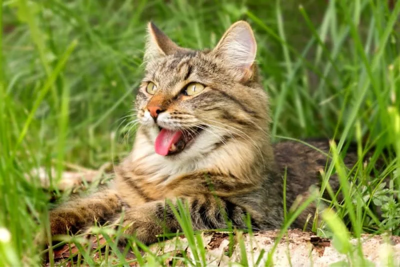 Why Is My Cat Breathing Heavy & What Can I Do?