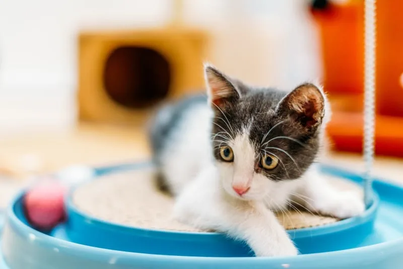 Why should I vaccinate my indoor cat?