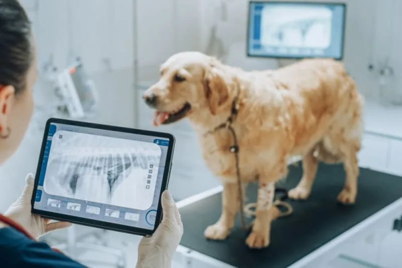 X-Ray for Dogs - What to Expect