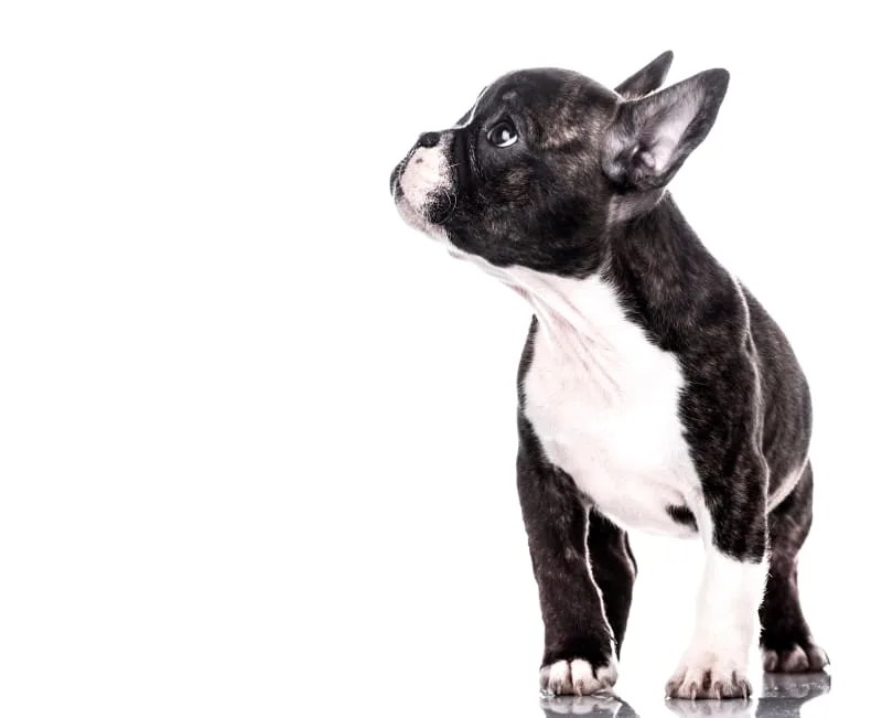 Having Your Dog Fixed: What to Know