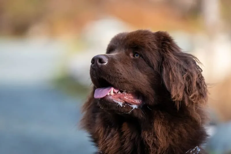 Drooling in Dogs: Why They Do it & What to Do