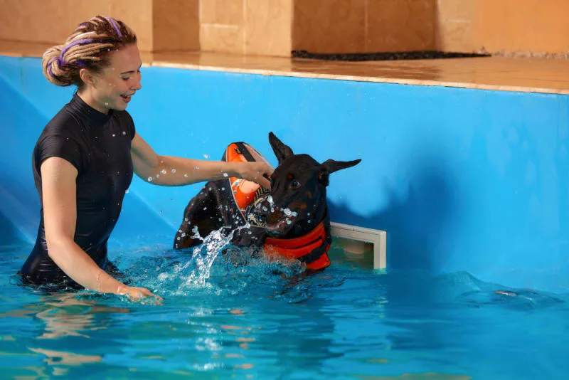 The Benefits of Physical Rehabilitation for Dogs & Cats