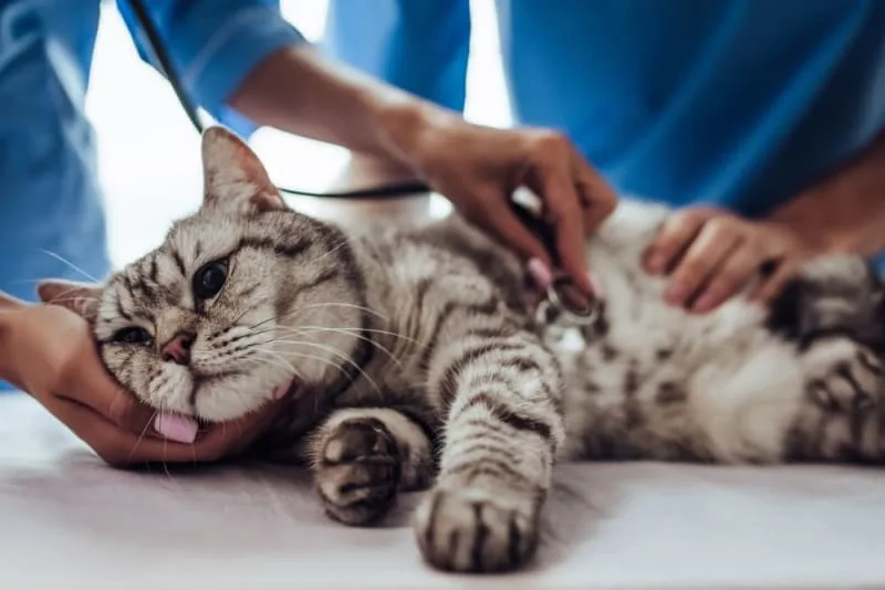 Constipation in Cats